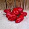 Numex Suave Red