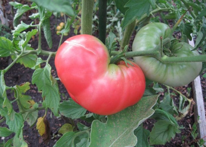 Ponderosa Pink