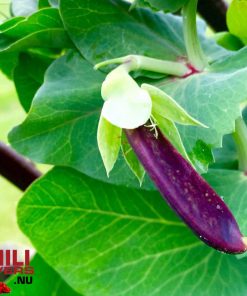 Alternative view of Purple Snow Pea
