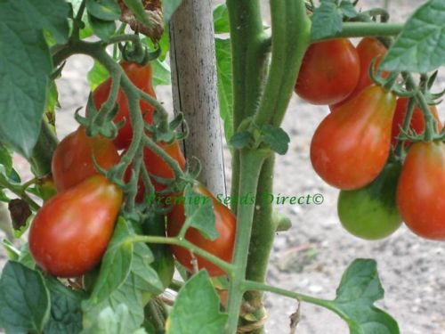 Red Pear