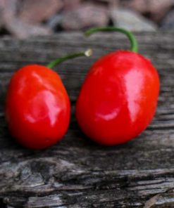 Rocoto Red