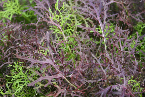 Mizuna Red Streaks