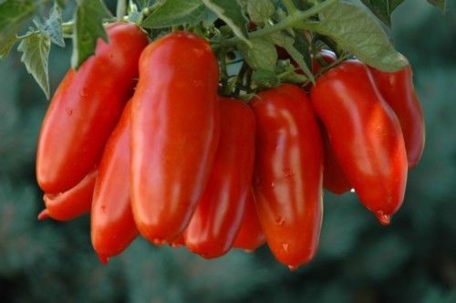 San Marzano F1