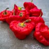 Scotch Bonnet Red