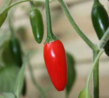 Serrano Tampiqueno