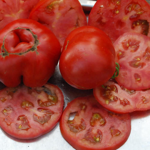 Sub Arctic Plenty