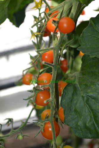 Sungold F1