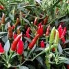 Thai Red Demon