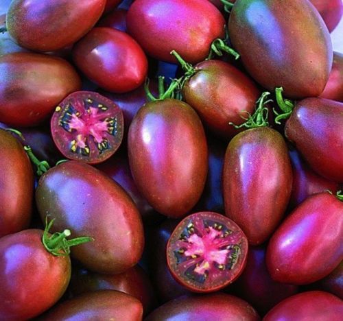 Ukranian Purple