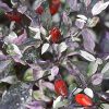 Variegata Purple Tiger