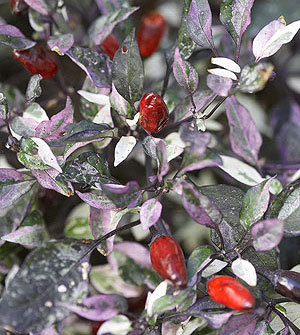 Variegata Purple Tiger
