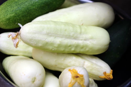 White Bianco Lingo / WhiteWonder
