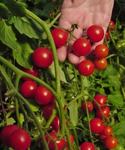 Window Box Red