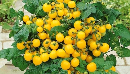 Window Box Yellow