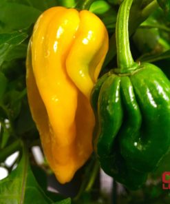 Trinidad Scorpion Yellow Cardi