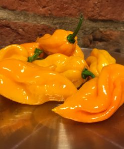 Alternative view of Trinidad Scorpion Yellow Cardi