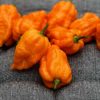 Bhut Orange Copenhagen