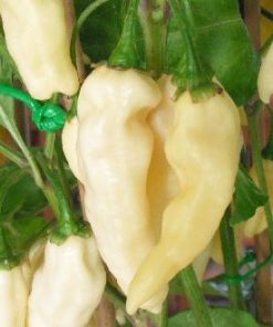 Färsk Devil´s Tounge White