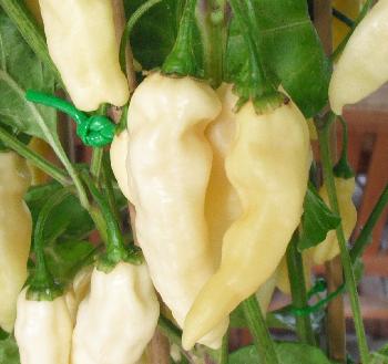 Devil´s Tounge White