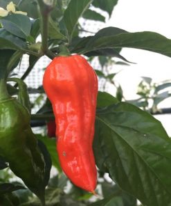 Alternative view of Naga Morich