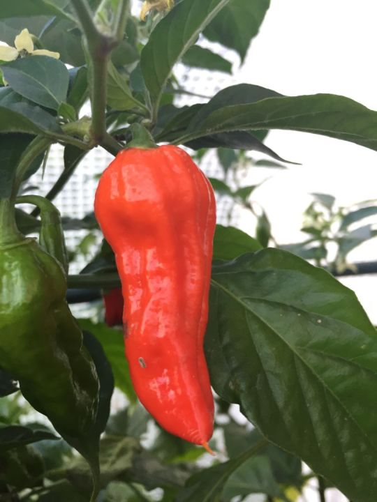Naga Morich - Bild 2