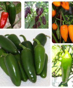Fröpaket - Jalapenopaketet