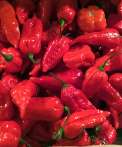 Naga Morich