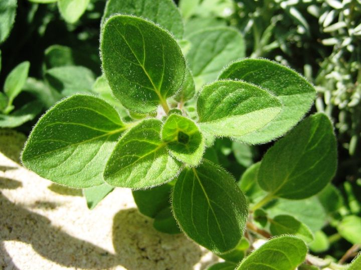 Oregano