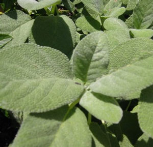 Salvia – Broad Leaved