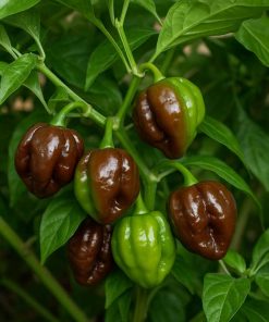 Scotch Bonnet Brown