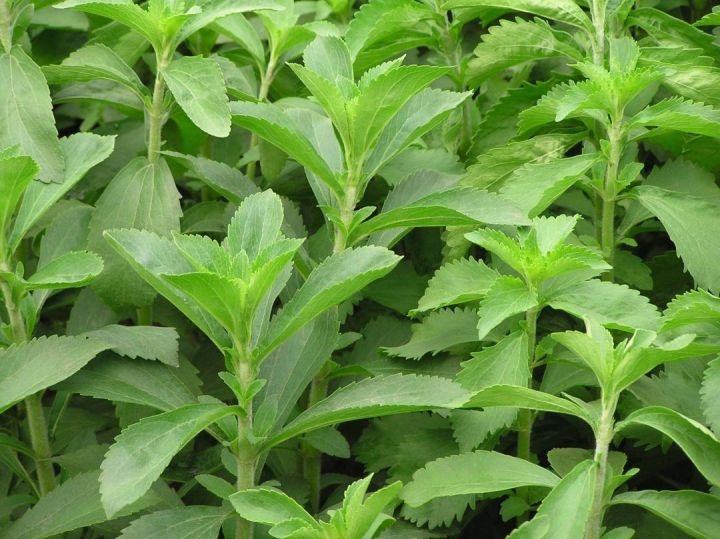 Stevia