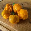 7 Pot Brain Strain Yellow