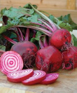 Chioggia