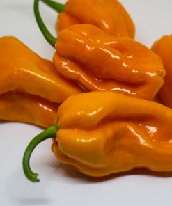 Habanero Big Sun