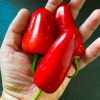 Jalapeno Gigant