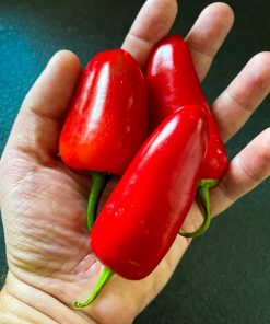 Jalapeno Gigant