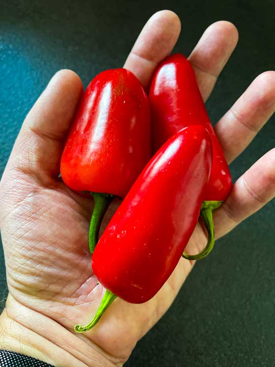 Jalapeno Gigant