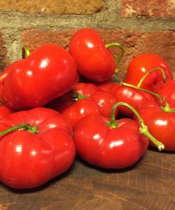 Giant Rocoto