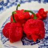 7 Pot Brainstrain red