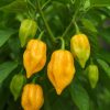 7 Pot Chaguanas Yellow