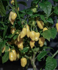 7 Pot White