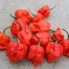 7 Pot Infinity