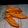 Bhut Jolokia Orange