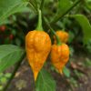 Bhutlah Mustard