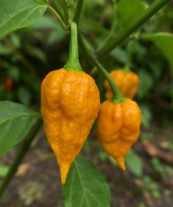 Bhutlah Mustard