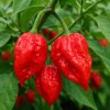 Brazilian Ghost Pepper red
