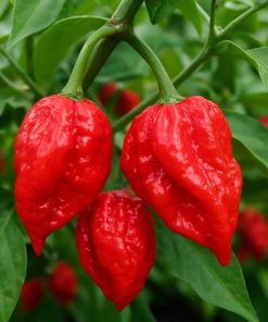 Brazilian Ghost Pepper red
