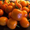 Orange Locoto