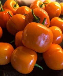 Orange Locoto