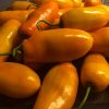 Rocoto Turbo Pube